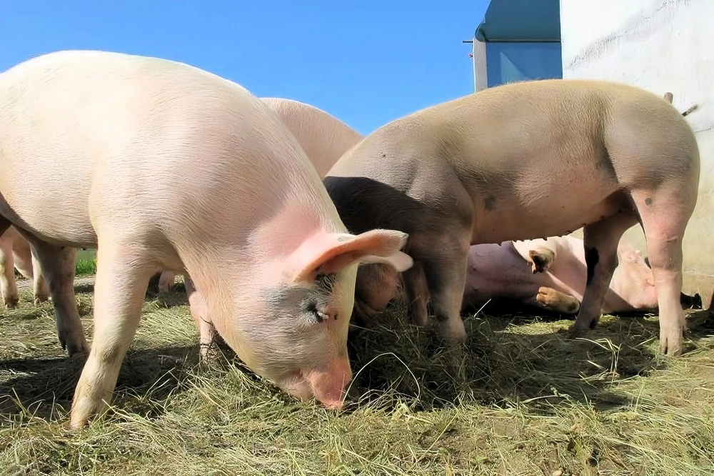 Foto: MPIŠIR